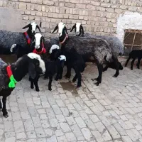 گوسفند دوقلو اصیل نژاد شال