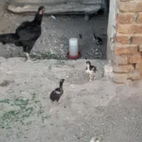 جوجه لاری