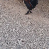 ‌خروس عربی