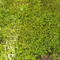 نشاء|خدمات باغبانی و درختکاری|محلات, |دیوار