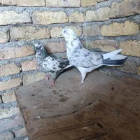 کبوتر پرشی زوردار