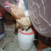 خروس