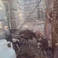 فروش جوجه بوقلمون برنوز آمریکایه