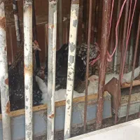 مرغ گلین اصیل -فروش فوری