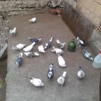 فروش کبوتر