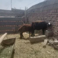 بره ماده خوش بزر و قلمدار