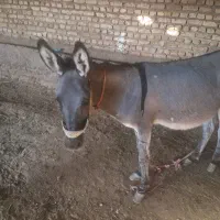 فروش دوعدد الاغ باکره