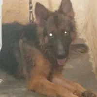 سگ ژرمن نرجوان جهت فروش و معاوضه