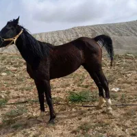 مادیون کره سرتاج قربان زاده