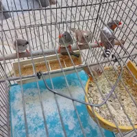 فنج|پرنده|اصفهان, کوجان|دیوار