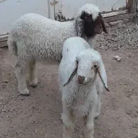 بره نروماده عراقی