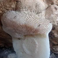 صخره ای