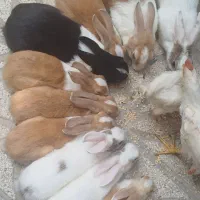 واگذاری خرگوش زیبا، سالم و بازیگوش