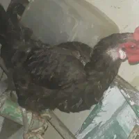 مرغ محلی سیاه ۶۰۰تومن