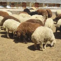 استخدام چوپان
