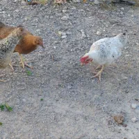جوجه بومی