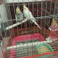 یک جفت عروس نروماده
