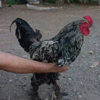 خروس برهما