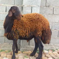 فروش نر قوچ اصل کردستان افشاری اصل