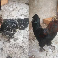 فروش مرغ و خروس لهستانی
