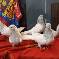 کبوترکله الماسی وکوهی دم سفیدودمبی
