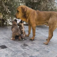 سگ پژدر