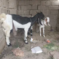 فروشی