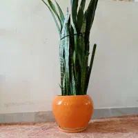 گل طبیعی سانسوریا