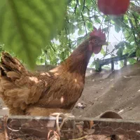 مرغ رسمی تخمگذار