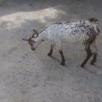 گوسفند بنگالی