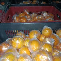 تامسون نایلون پیچ