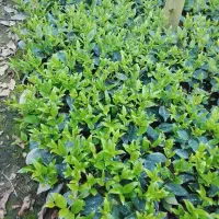 یاس هلندی نشا