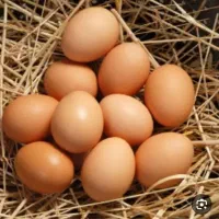 تخم مرغ نطفه دار