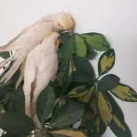 عروس هلندی