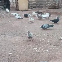 کبوتر