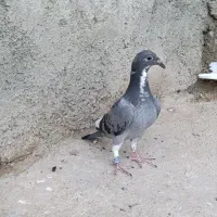 پنج عدد پلاکی یا نامه بر درجه یک  پلاک اصلی