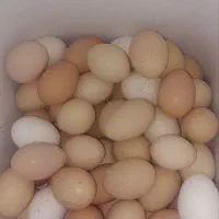 تخم مرغ بومی ولری وگردن لخت تخم اردک