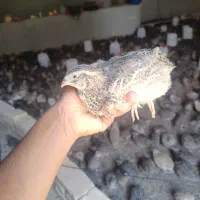 بلدرچین ۴۰ روزه