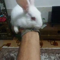 خرگوش