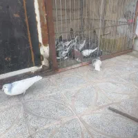 یال سبز جنگ نر