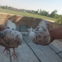 کبوتر