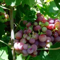 فروش-زمین-باغی-دوکوهک-کوچه-ر-ز