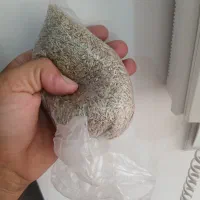 بذرکاهو