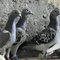 کبوتر صید