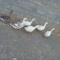 غاز|حیوانات مزرعه|کرمانشاه, |دیوار