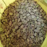 باقالی امساله ۳بند خوراکی تناژ بالا