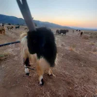 نر بز .