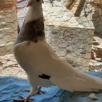 یه جفت طوقی زرد