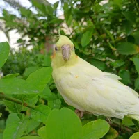 عروس هلندی نر و ماده جفت تخم گذار
