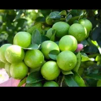 لیمو ترش تازه چین